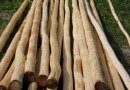 tipi_poles